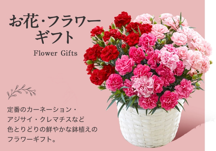 お花・フラワーギフト 定番のカーネーション・アジサイ・クレマチスなど色とりどりの鮮やかな鉢植えのフラワーギフト。